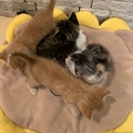 急募  子猫  茶トラ白  オス