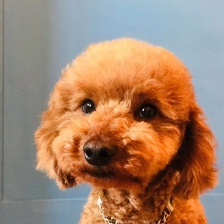 【募集一時停止中】ショコ太君