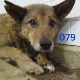 里親決定しました。