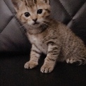 子猫