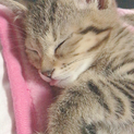 3月15日生まれの女の子猫