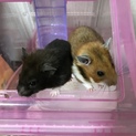 ゴールデン、クロクマハムスター♀2匹の里親募集