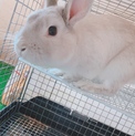 【至急】優しい里親さん募集してます