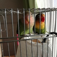 マルちゃんとボタン