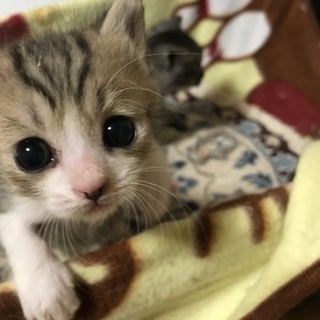 2匹の赤ちゃん猫優しい家族募集中！