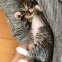 ホワイトソックスのトラ柄☆人慣ればっちり