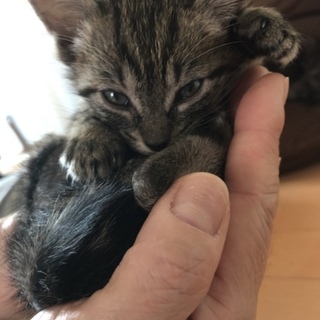 アメショー柄の子猫☆見てて飽きない可愛さ