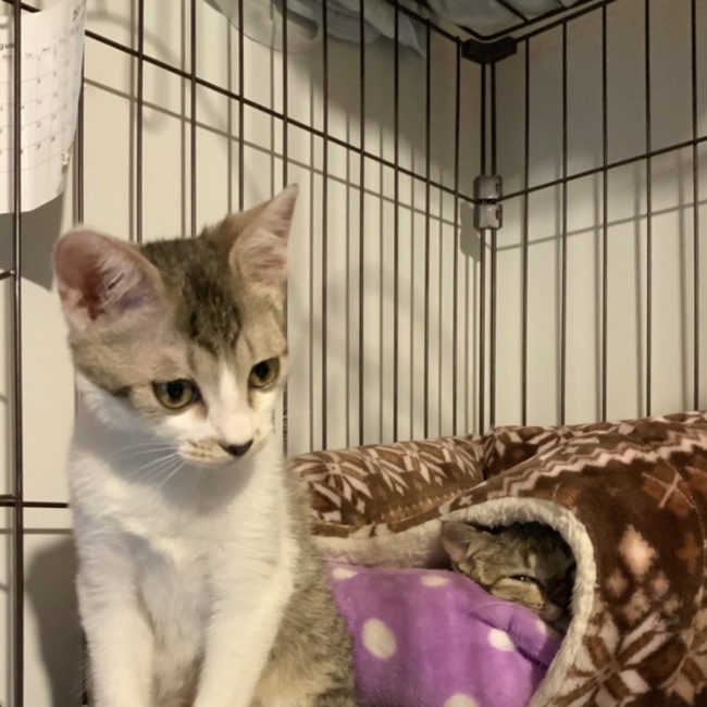 花ちゃんのパパのカバー写真