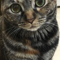 むぎ