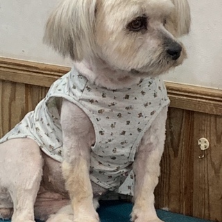 捨てられても飼い主を探すあーちゃん