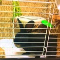 ウサギ（ミニレッキス♂5ヶ月）里親募集