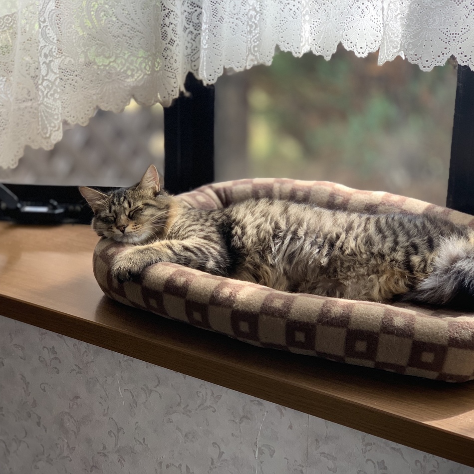 サラフィエルのカバー写真
