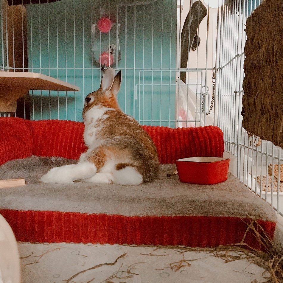 ふふのカバー写真