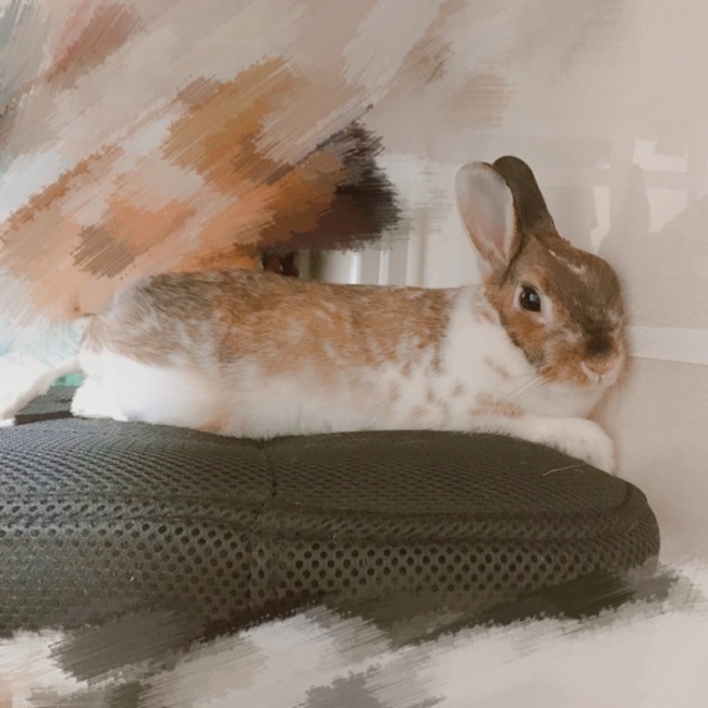 ふふのふのカバー写真