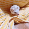 りほこここ
