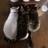 の写真