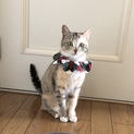 美形のパステルサビ猫ちゃん