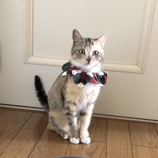 美形のパステルサビ猫ちゃん