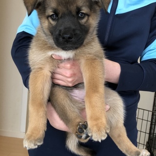 ２ヶ月女の子 スカーレット