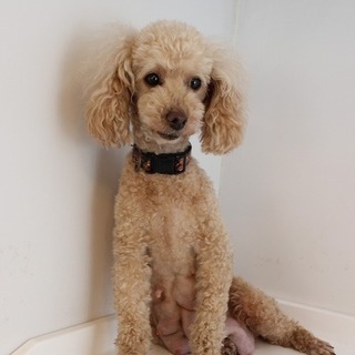 トイプードルのアプリコッ」千葉県 - 犬の里親募集(258733