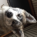 優しい秋田犬です