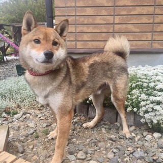 大人しい柴犬　５歳