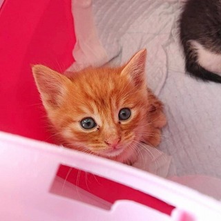 可愛い茶トラの男の子です♪