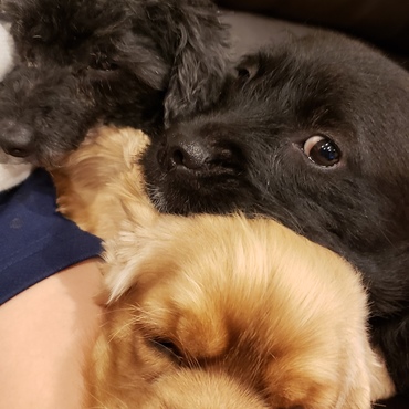 6ワン❤️の写真