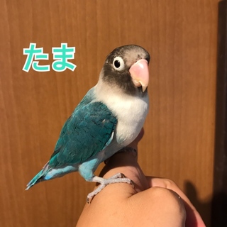 ブルーボタンインコ里親さん探してます