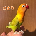 ヤマブキボタンインコの里親さん探してます