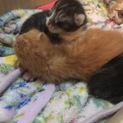 子猫2匹