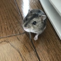 ジャンガリアンハムスター 里親さん募集