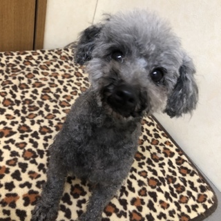 トイプードルのピノコちゃん。