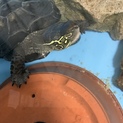 クサガメです。ぴーぴー鳴きます。