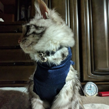 お洋服？いえいえ実は・・