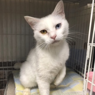 5/12譲渡会参加！人が大好き「しらすちゃん」