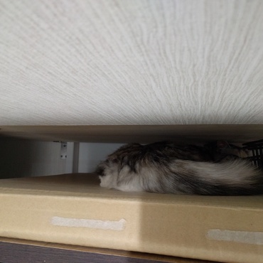 スキマ見つけたー