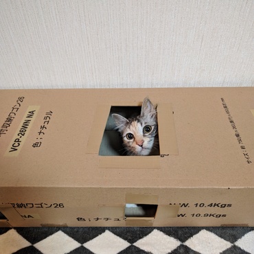 ダンボールもらった♫