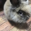 ライオンラビット 3歳 里親募集