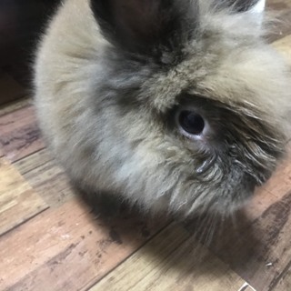 ライオンラビット 3歳 里親募集
