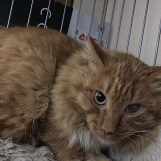 横浜市内、必死に生き抜き、緊急保護したクッキーくん