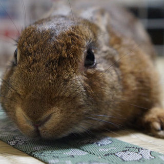 【保護うさぎ】ずっとの家族が迎えに来てくれました♪