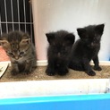 交渉中4/11生マンチカン♂×保護猫♀の２匹♂♀