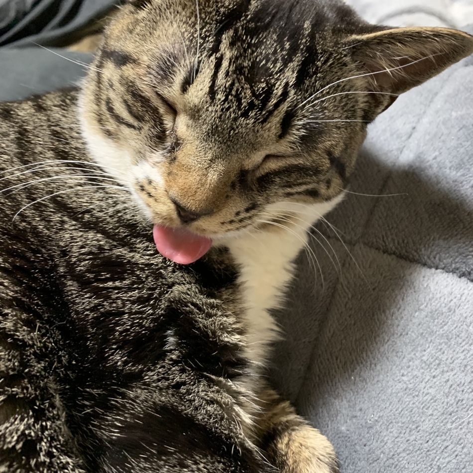 レンのカバー写真