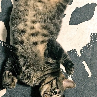 ココの写真
