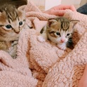 緊急里親募集です。キジトラ2匹子猫オスです！