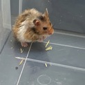 長毛ハムスターの新しい里親さんを募集します！