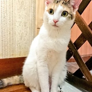 自立心旺盛！}【ΦωΦ】{雉三毛の女の子