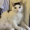 家に2歳の猫がいます。兄弟がほしいです。