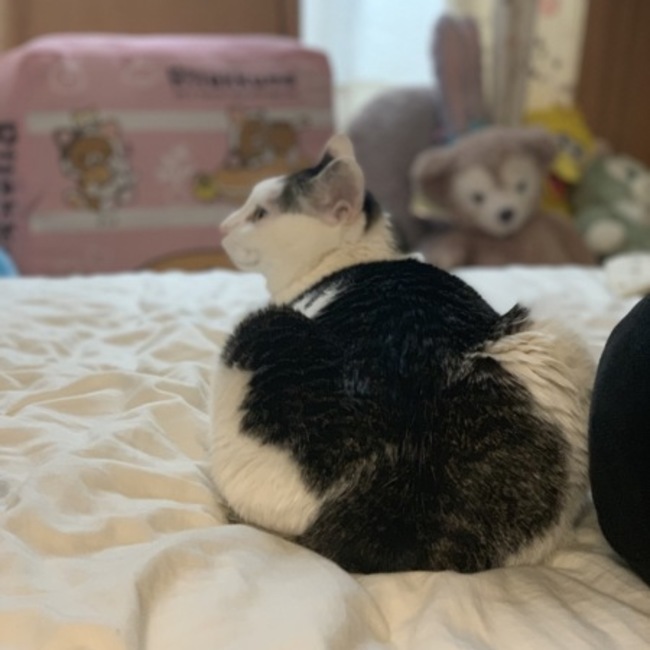 家に2歳の猫がいます。兄弟がほしいです。のカバー写真